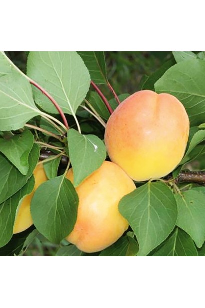 Prunus Flavour Delight